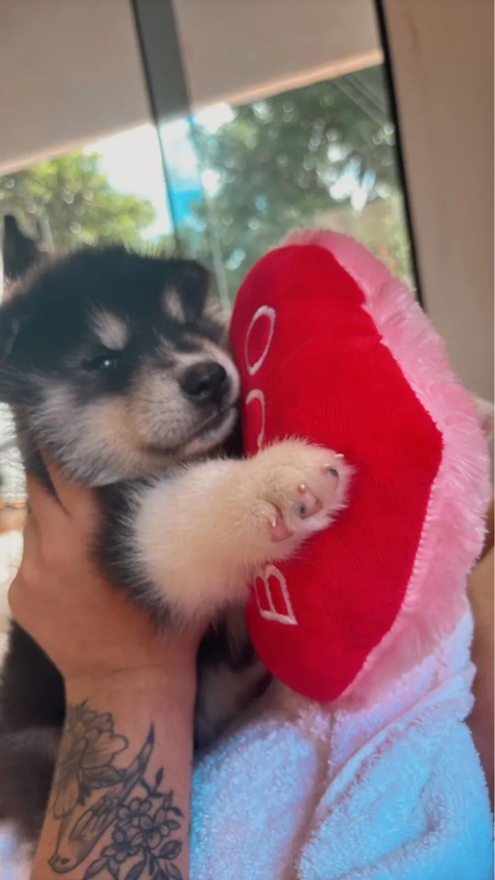 Filhote Husky Siberiano fofo compra