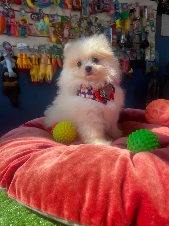 Filhote de Spitz alemão macho muito fofinho  - Foto 2