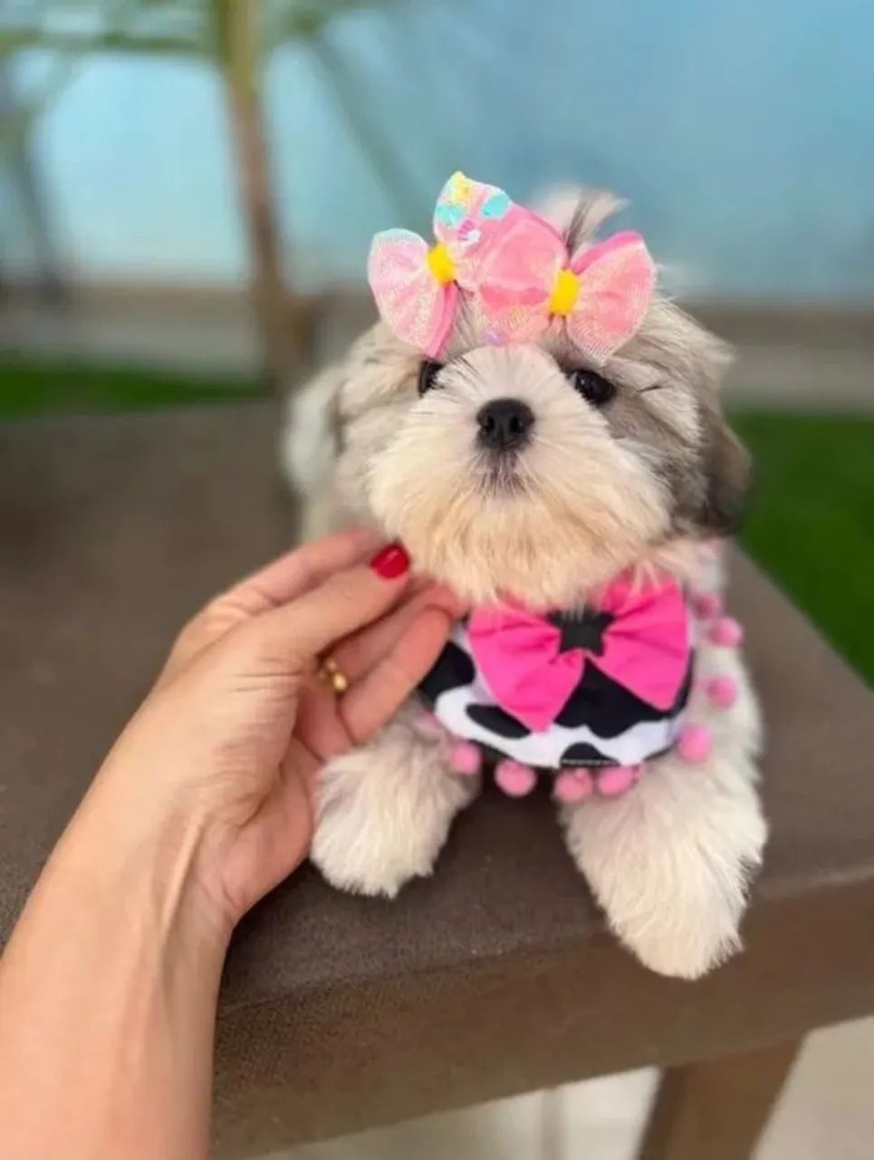 Shih Tzu Fêmea - mini 