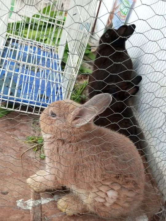 Coelhinhos fofinhos para adoção! - Foto 4