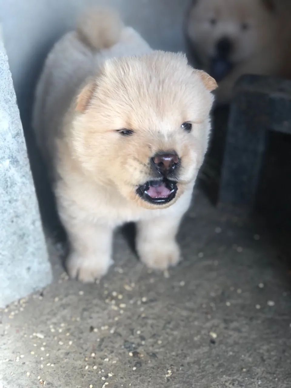 Filhote Chow-Chow - Foto 5