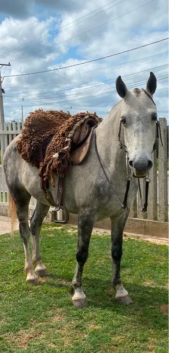 Cavalo tordilho  - Foto 4
