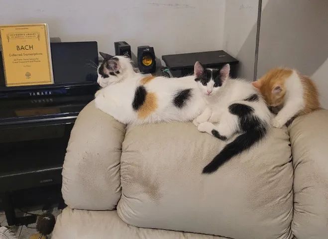 Lindos gatinhos de dois meses e meio - Foto 2