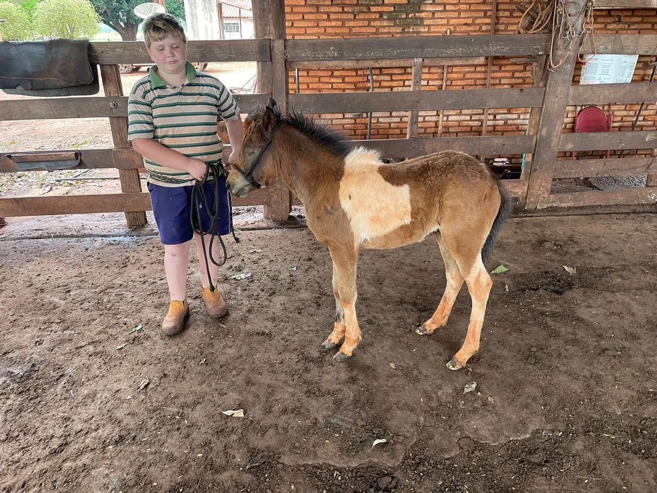 Mine Ponei fêmea  - Foto 2