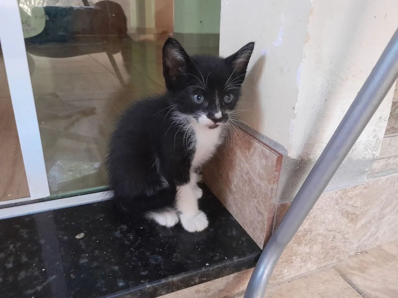 Doação Responsável de Gatos - Foto 2