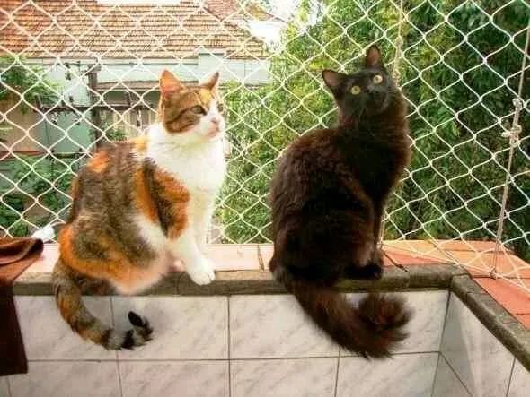 Tela de proteção COBRIMOS ORÇAMENTO  - Foto 3