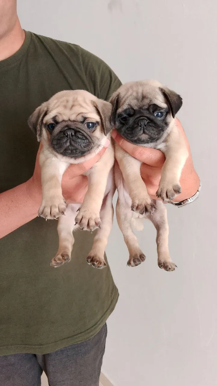 Filhotes de Pug