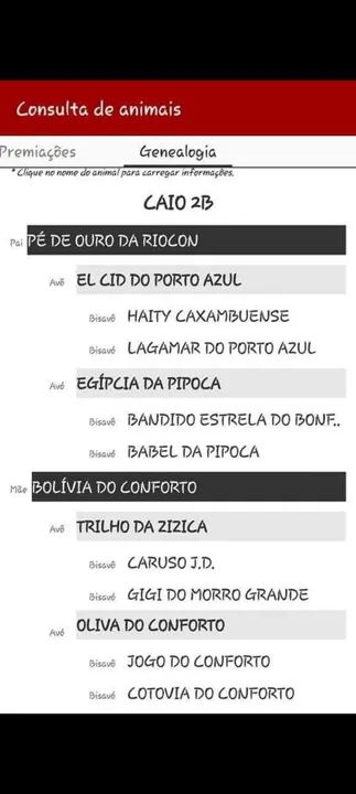 Cavalo manga larga - CAIO 2B