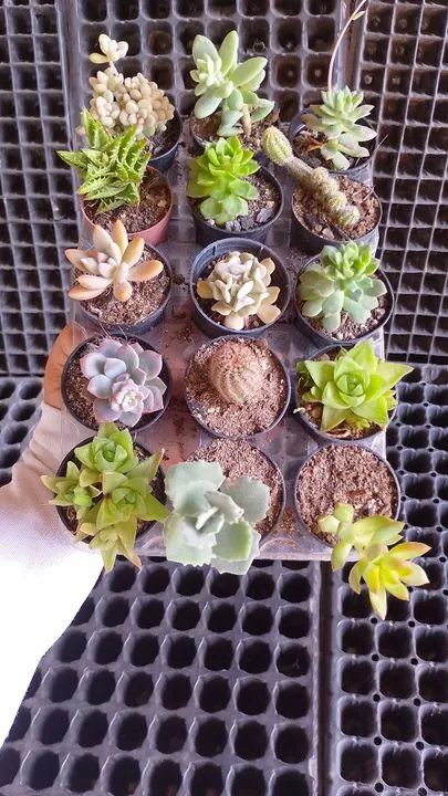 Cactos e suculentas  - Foto 5