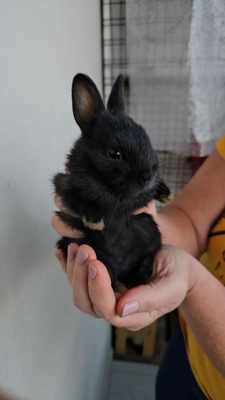 Coelho anão  - Foto 3