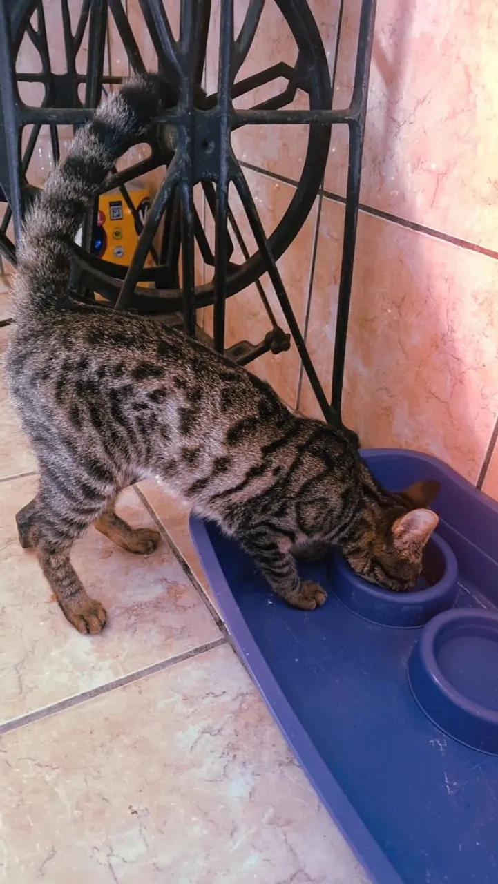 Gatinho Tigrado para adoção