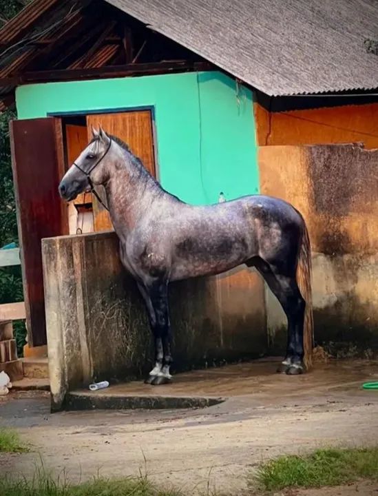 Cavalo para Doação