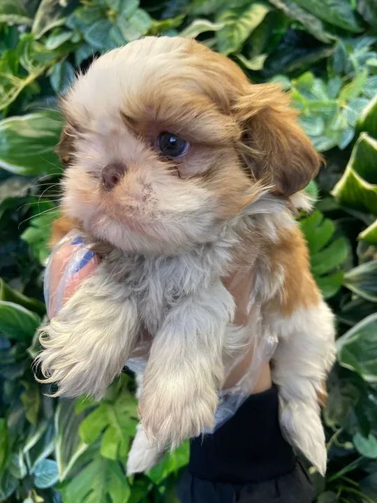SHIh Tzu - Filhotes com total procedência - segurança p/ você 