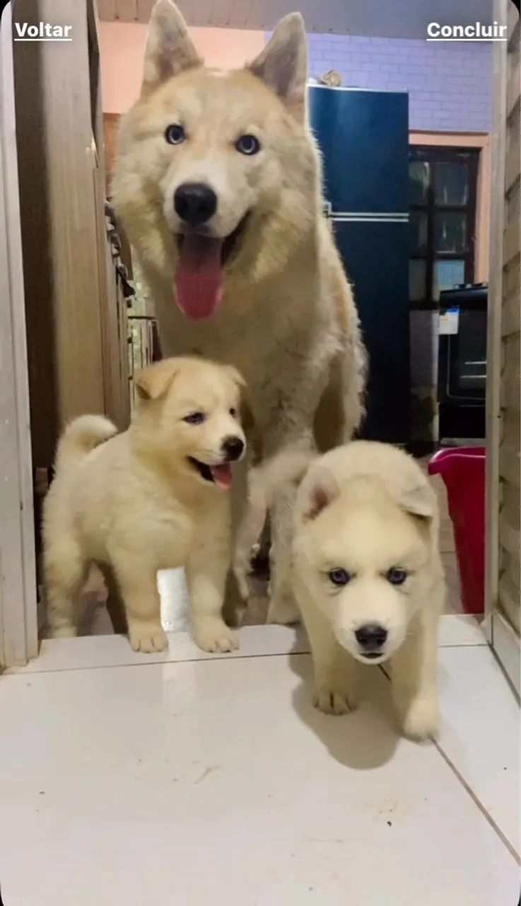 Filhotes de husky siberiano fêmeas 