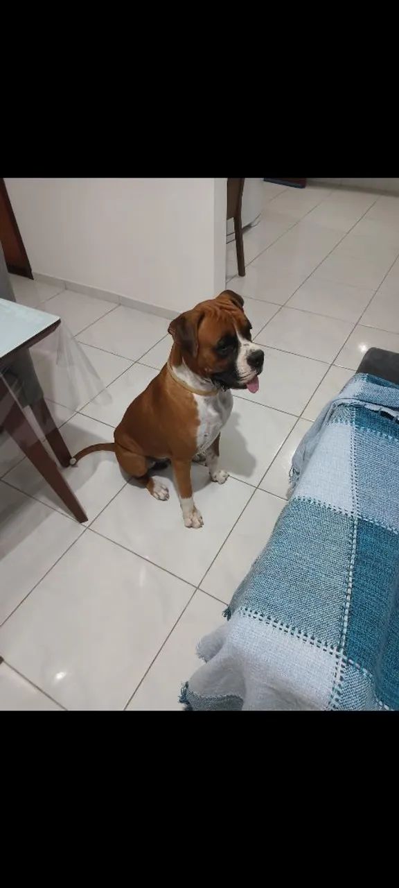 Filhotes Boxer  - Foto 4
