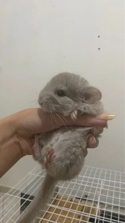 Vendo duas chinchila femeas 