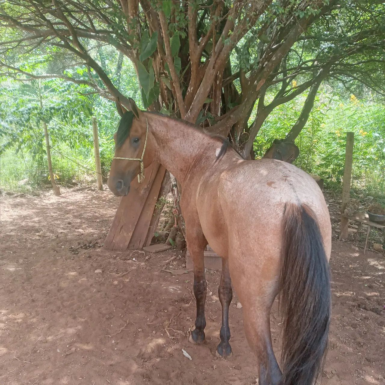 Cavalo rosilho diferenciado  - Foto 3