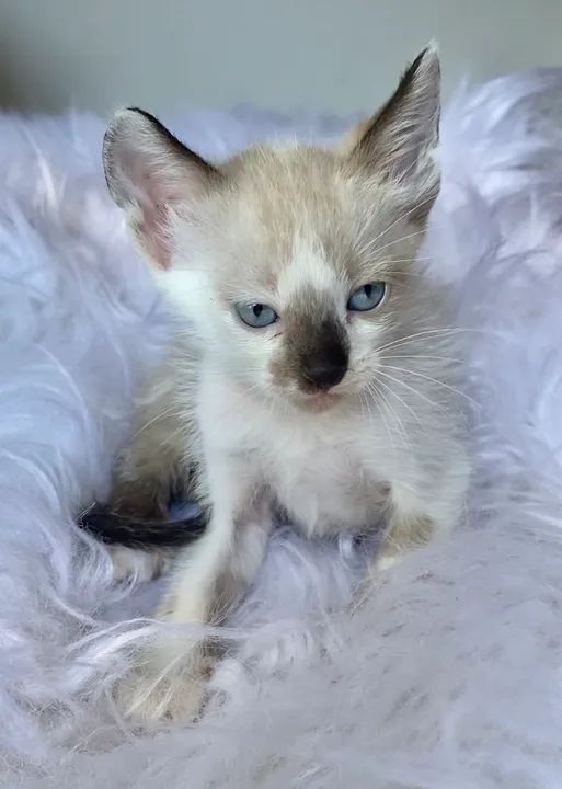 Gato filhote macho 2 meses