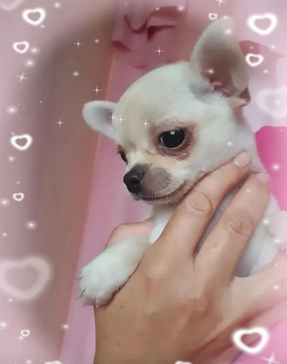 Chihuahua Branco e Preto Fêmea - Pequena e Encantadora