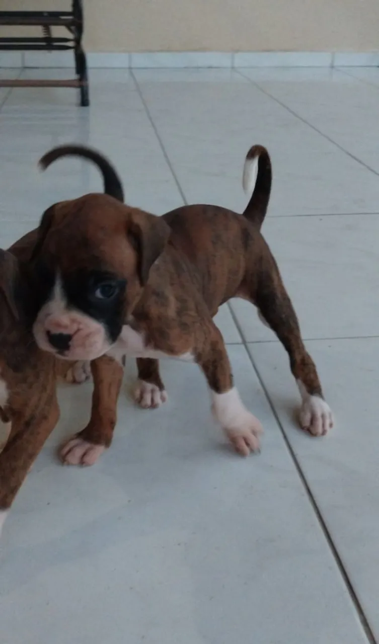 Filhotes Boxer