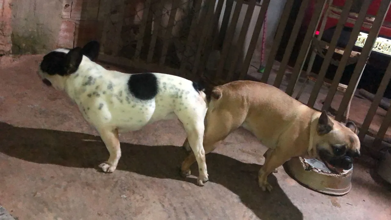 Filhotes de Bulldog Francês