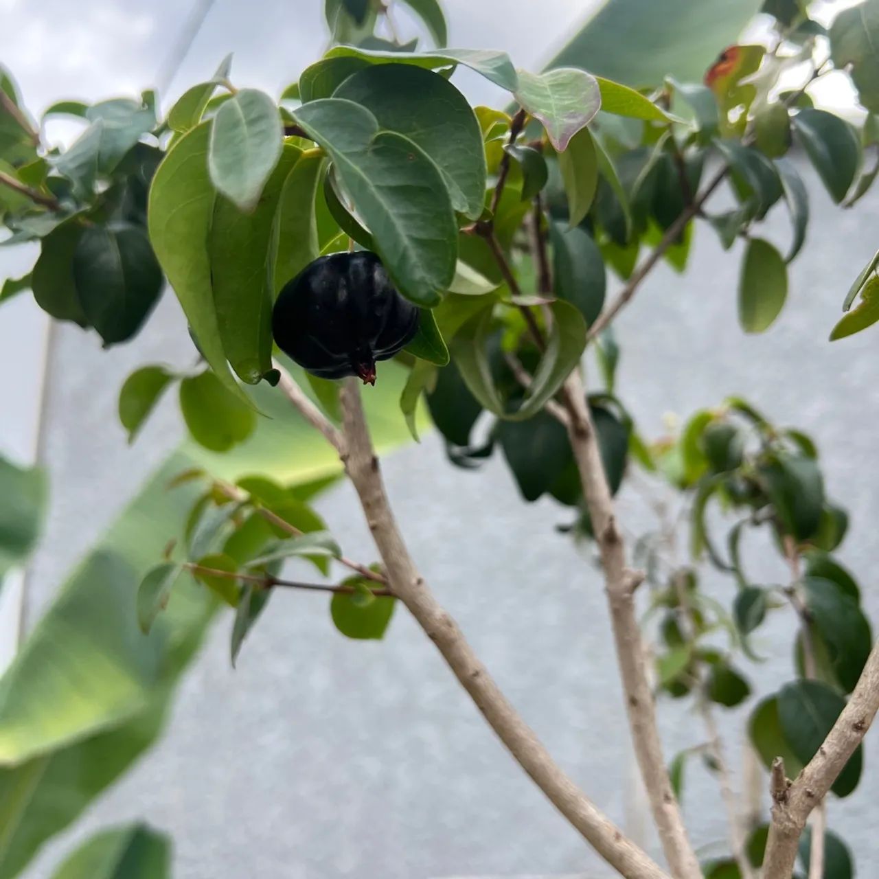 Frutiferas! - Foto 5
