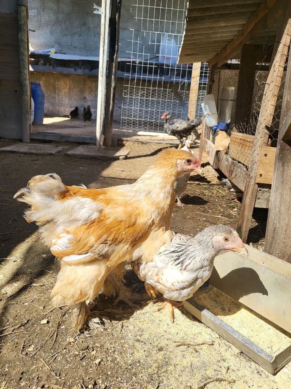 Pintinhos Brahma Lemon - Foto 2