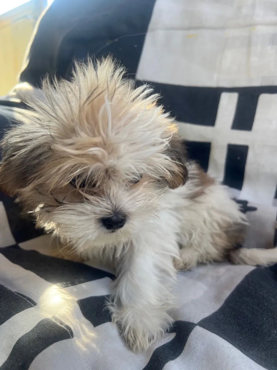 Filhote de Shih Tzu adorável e fofo - Foto 4