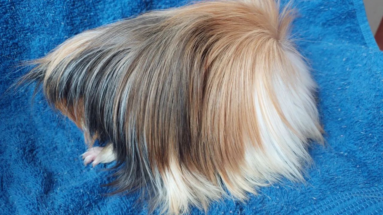 Porquinho da india raça peruano 