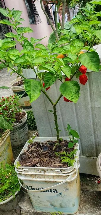 Pé de pimenta Carolina  - Foto 2