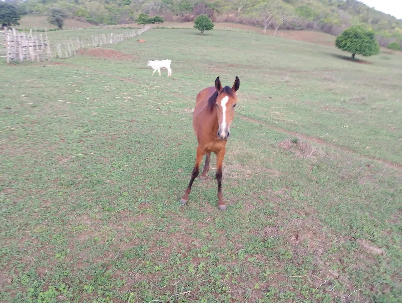 Potra com 1 ano e 2 meses - Foto 2