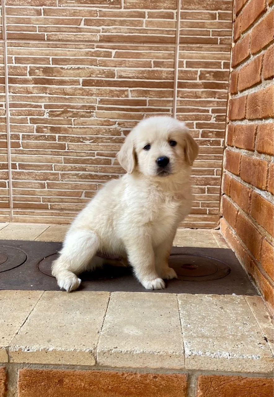 Golden Retriever filhote pronto para alegrar a casa