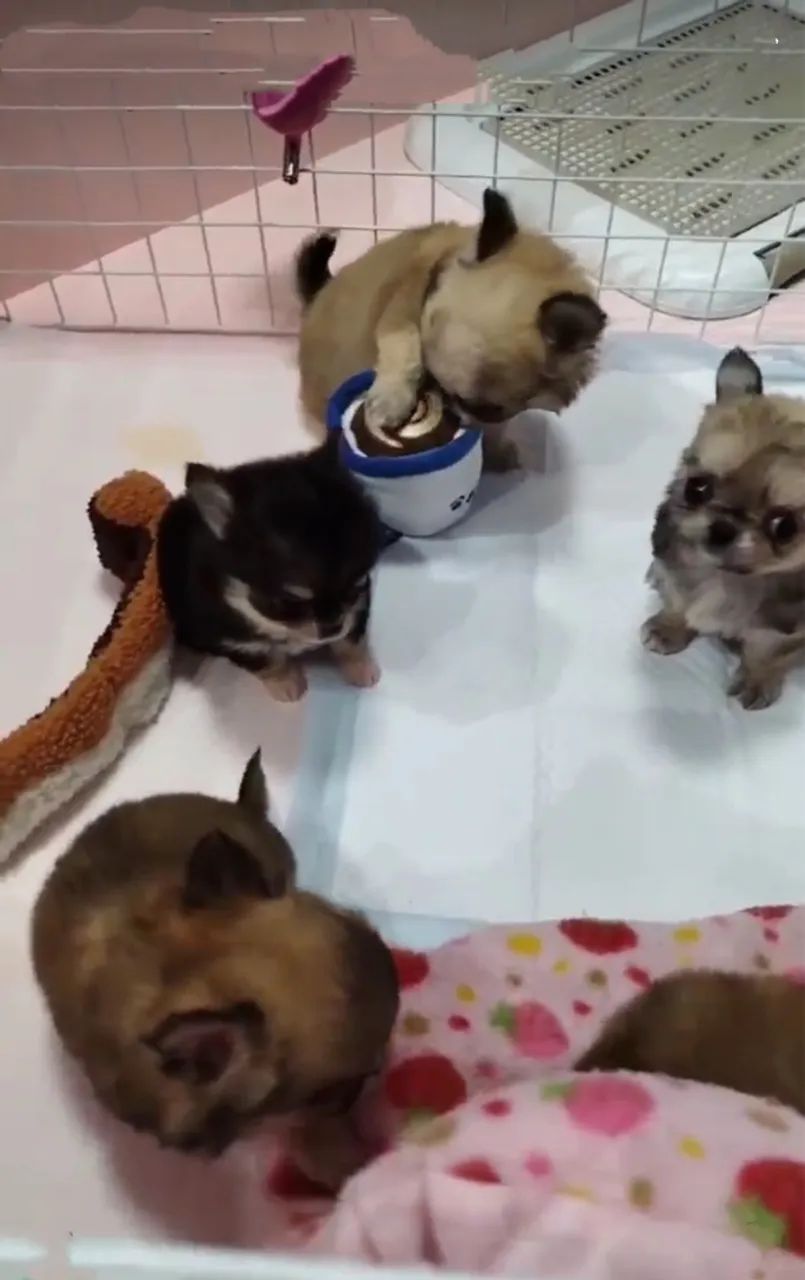 Chihuahua micro Pelo longo e pelo curto  pronta entrega  - Foto 5