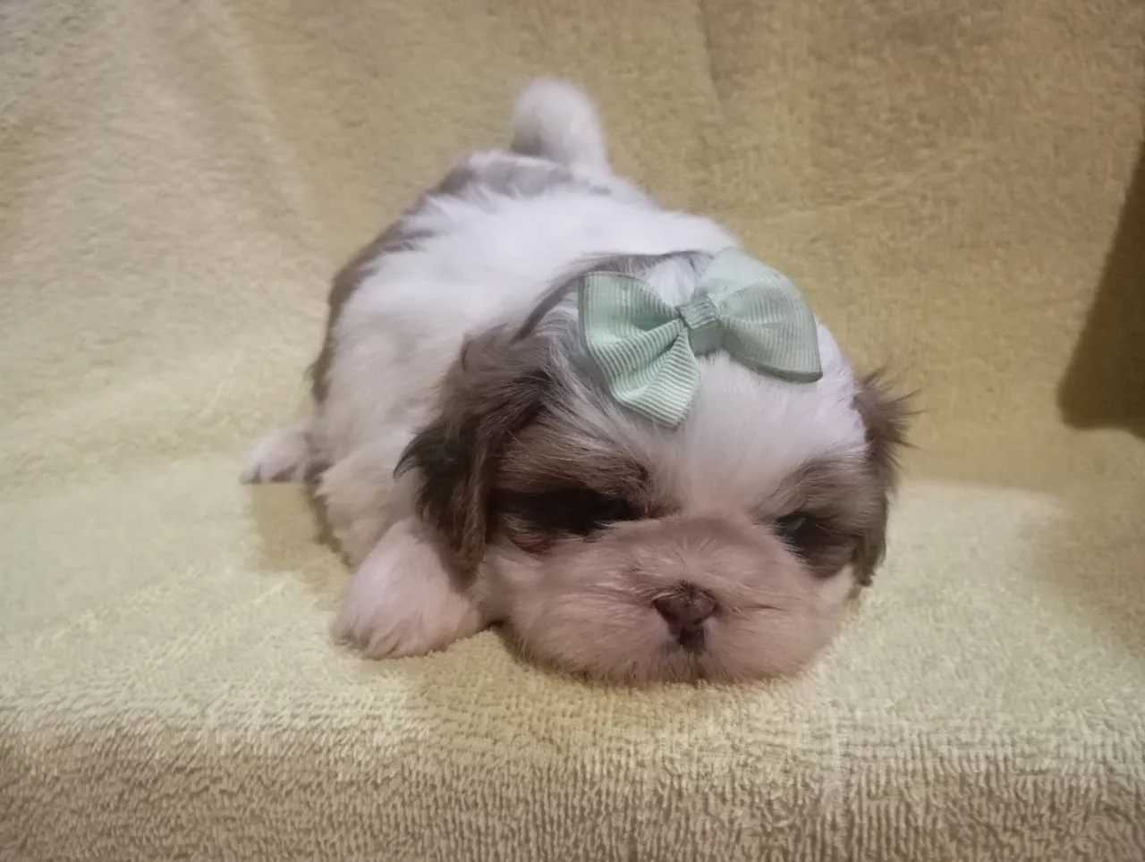 Filhote Shih Tzu Fêmea - Pronta para o Amor!