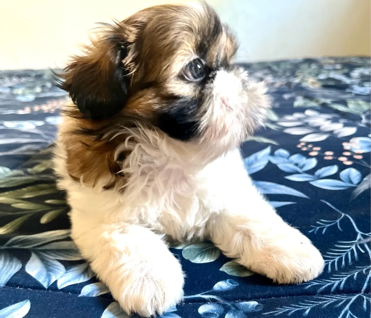 Shih Tzu