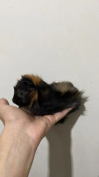 Porquinho da Índia - Fofo e Carinhoso