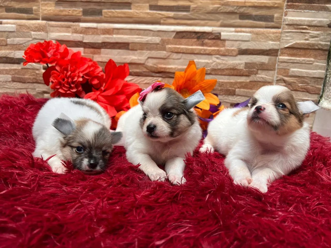 Filhote de Chihuahua pelo longo - Foto 4