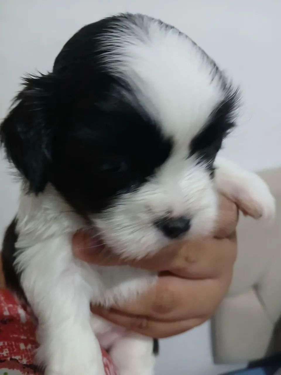 Filhote Lhasa Apso - Foto 3