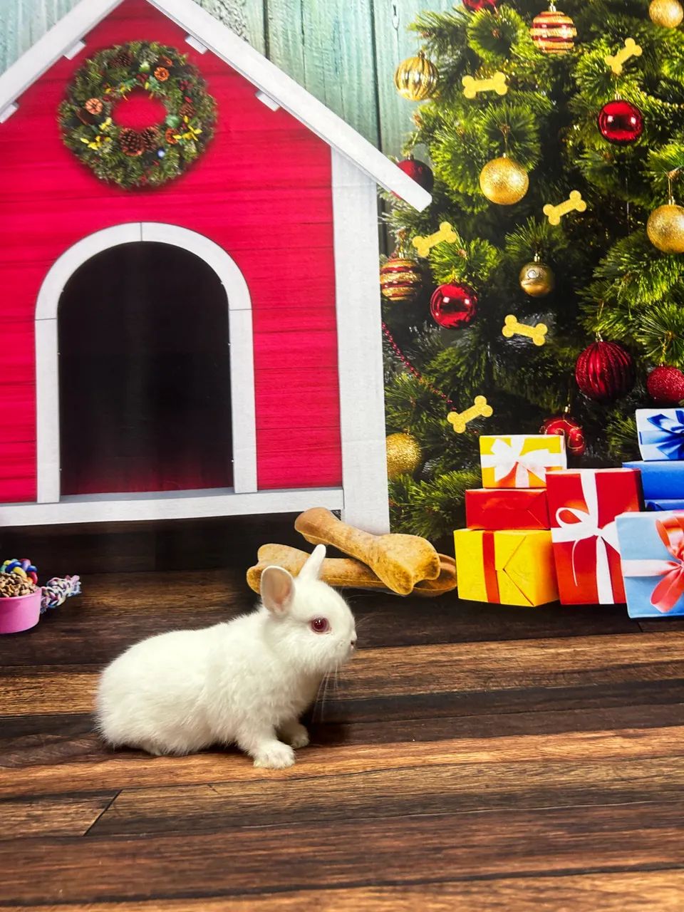 Mini coelho NETHERLAND  - Foto 2