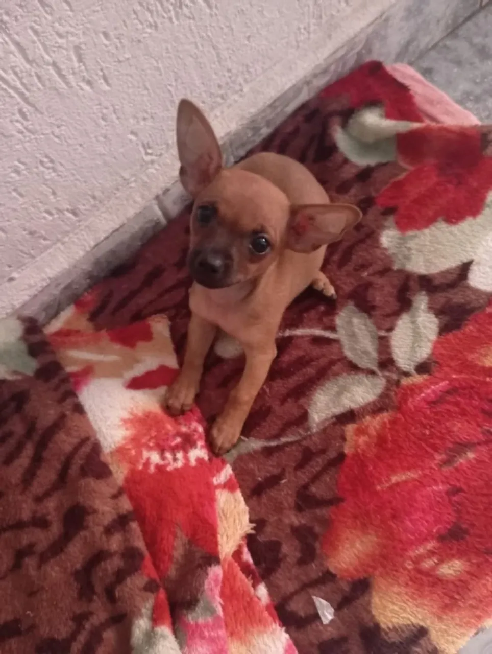 Pinscher 0