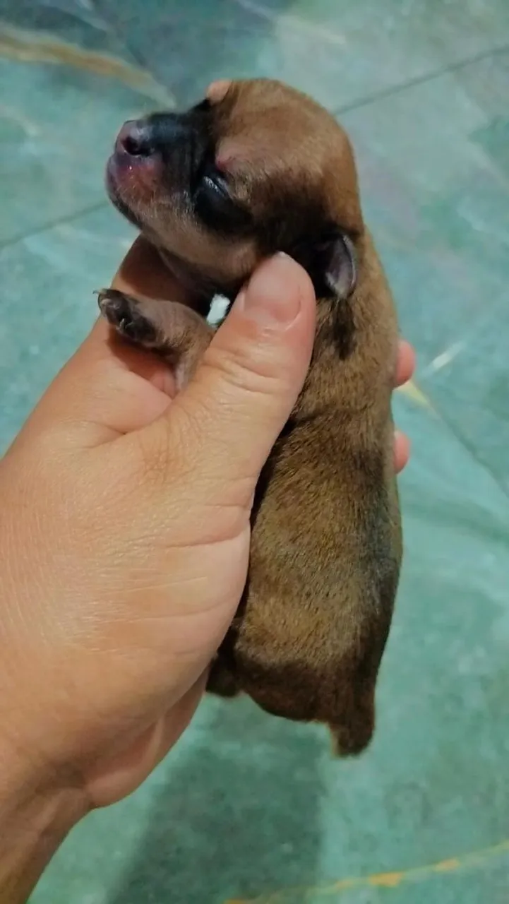 Pinscher 