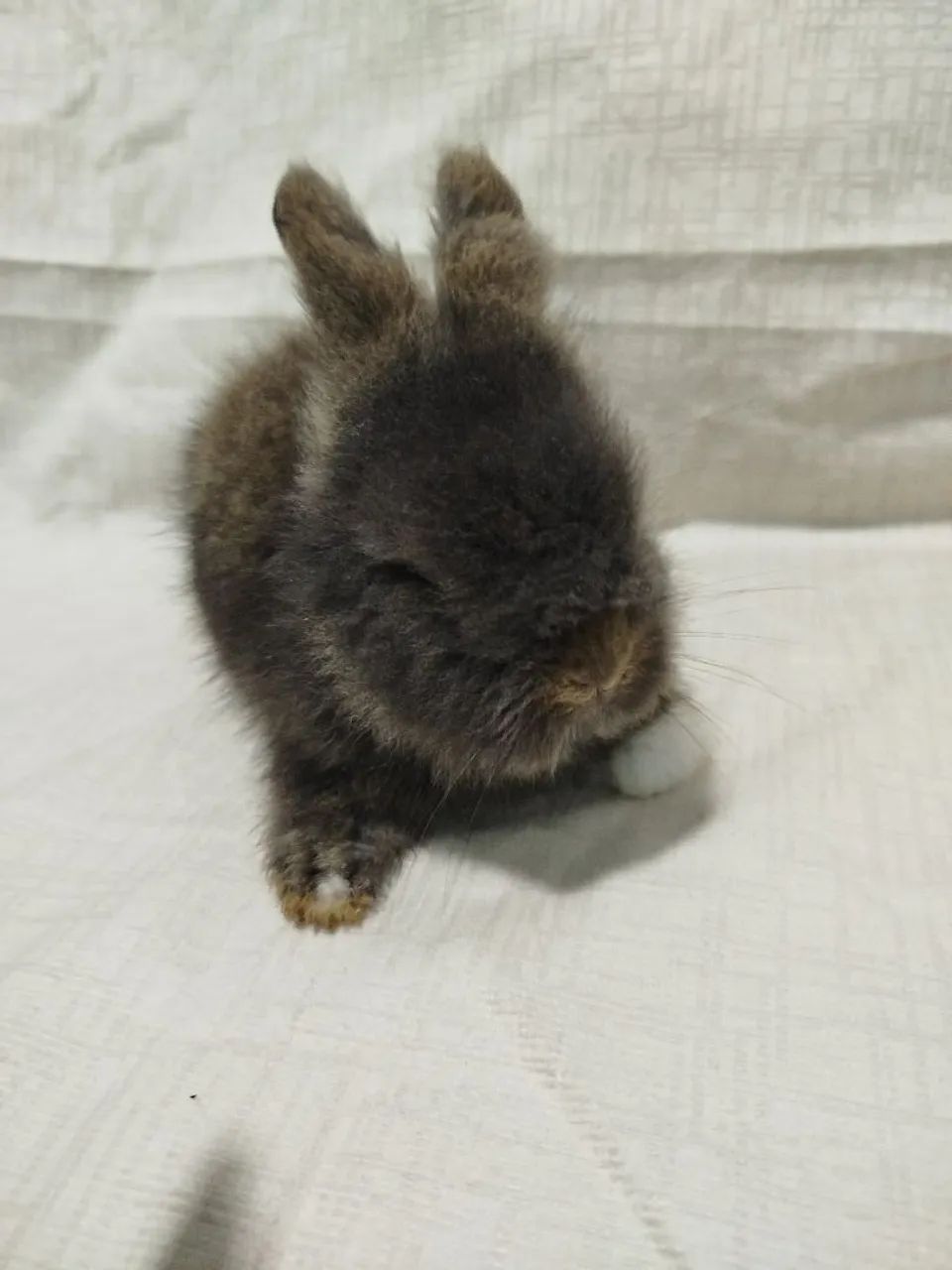 Filhote de coelho  - Foto 6