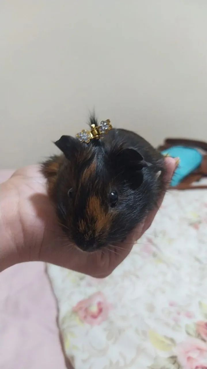 Porco da india macho