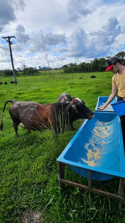 Mini vacas de qualidade