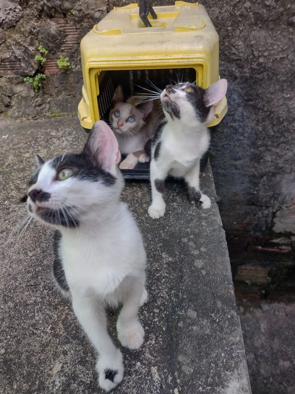 Gatos pra Doar - Foto 2