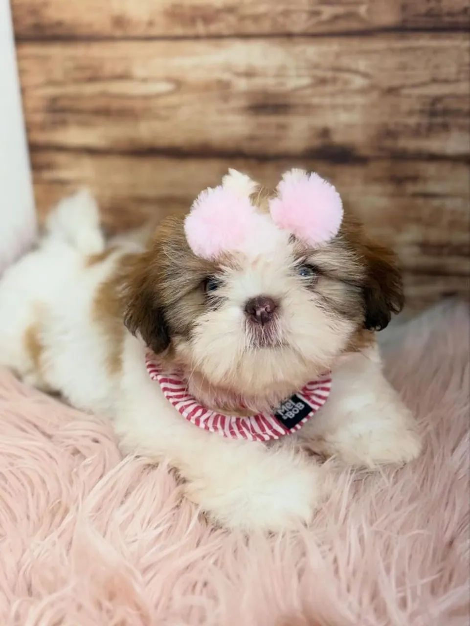 SHIHTZU ursinhos 