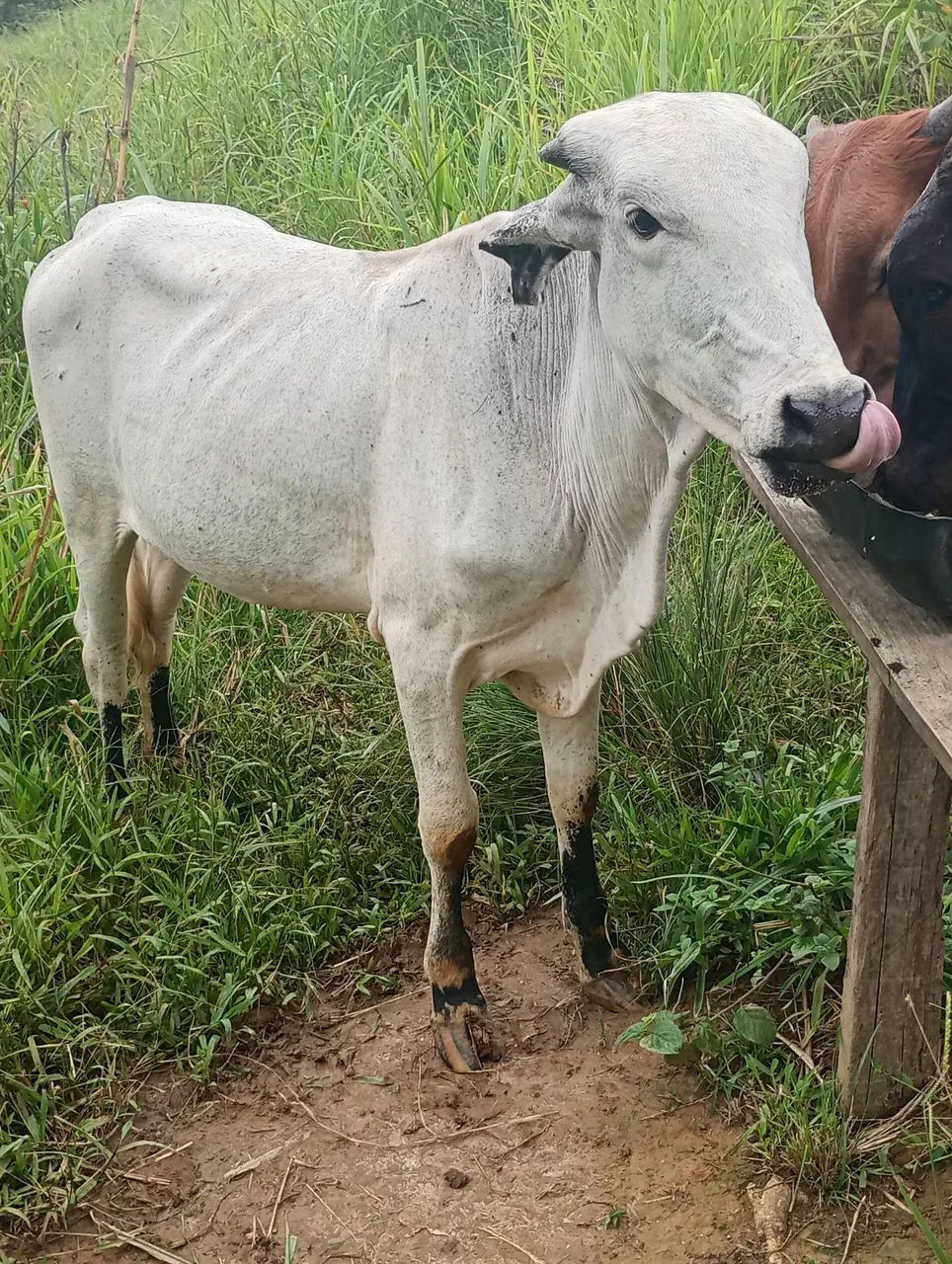 Vende -se 3 Bezerra  - Foto 2