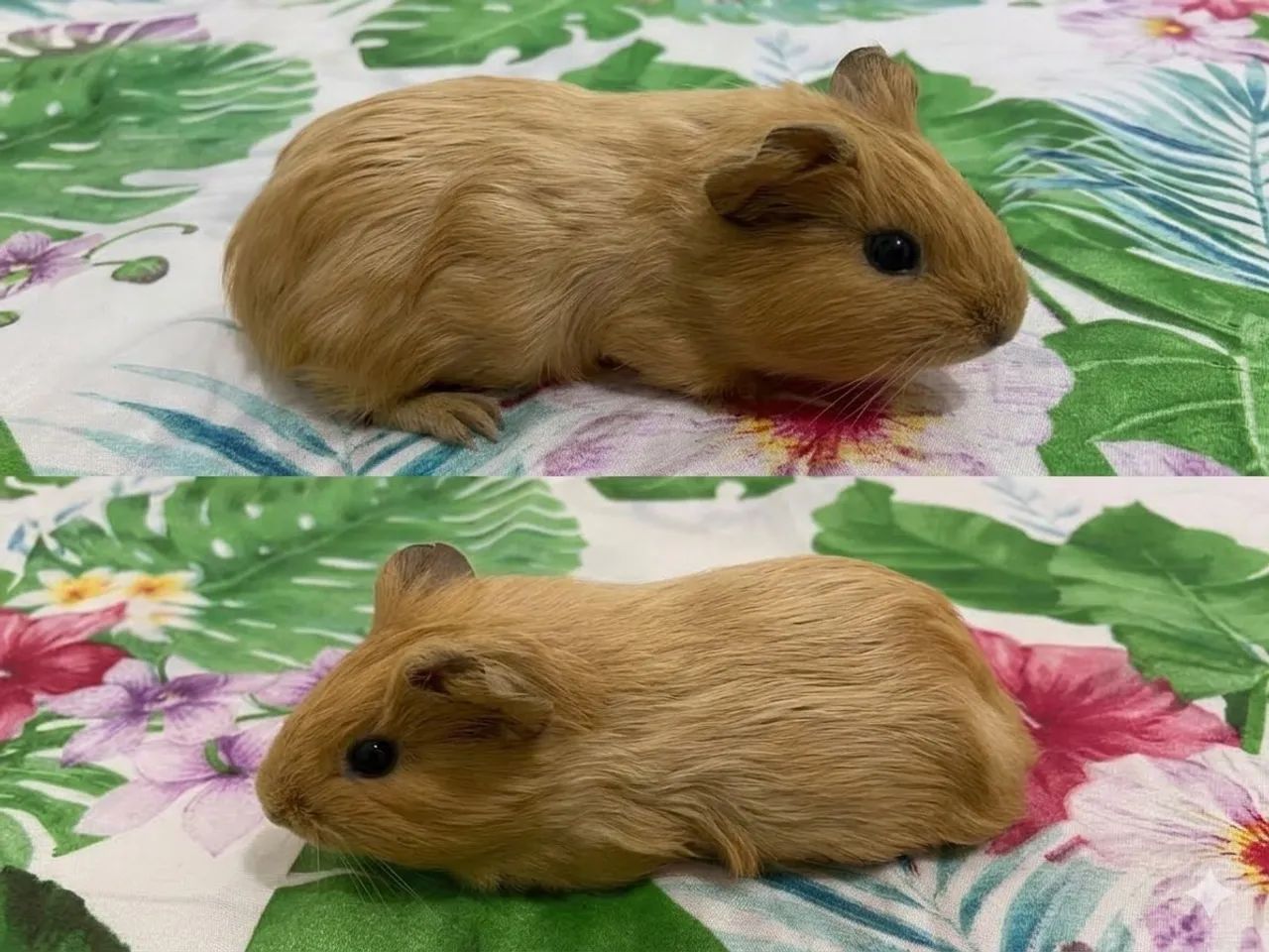 porquinha da índia 