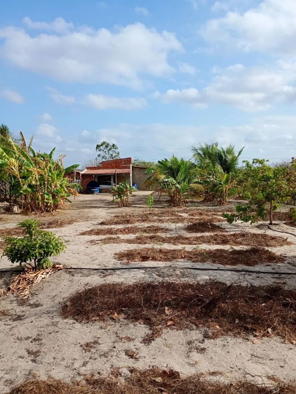 Vendo terreno com casa em Miranda Pentecoste  - Foto 5