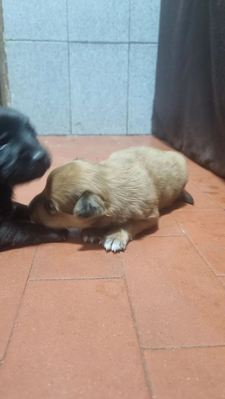 Doação responsável  - Foto 3
